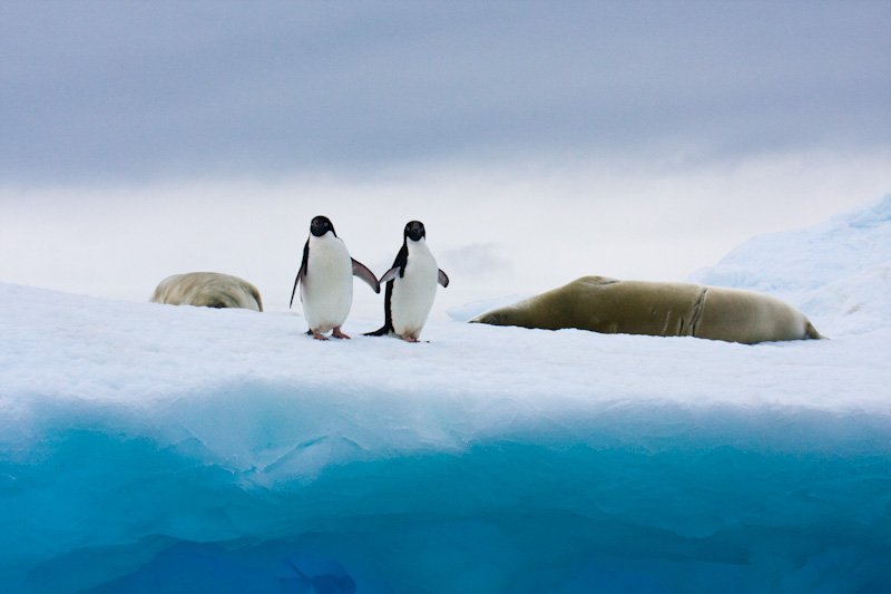 Adélie Penguins And Crabeater Seals On Iceberg